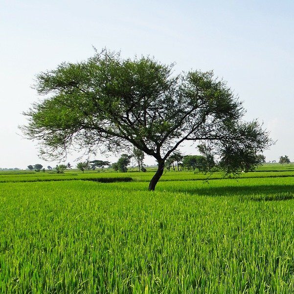 rice fields, gangavati, karnataka
