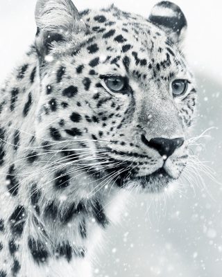 leopard, cheetah, animal world