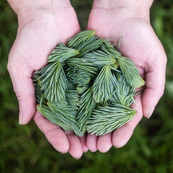 pine leaves, green, hands